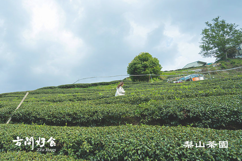 方間好食 梨山茶園 方間好食 梨山茶園