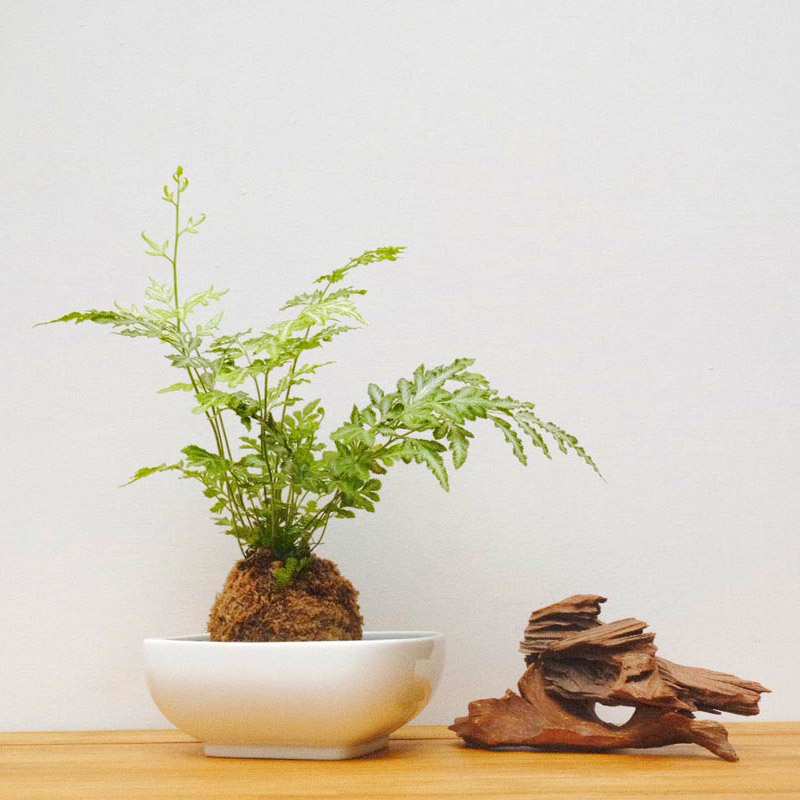 《綠意新生活》朱志偉 - 苔球佈置手作課