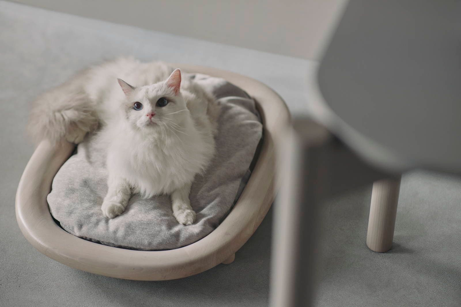 KARIMOKU CAT BED 貓床 KARIMOKU CAT BED 貓床