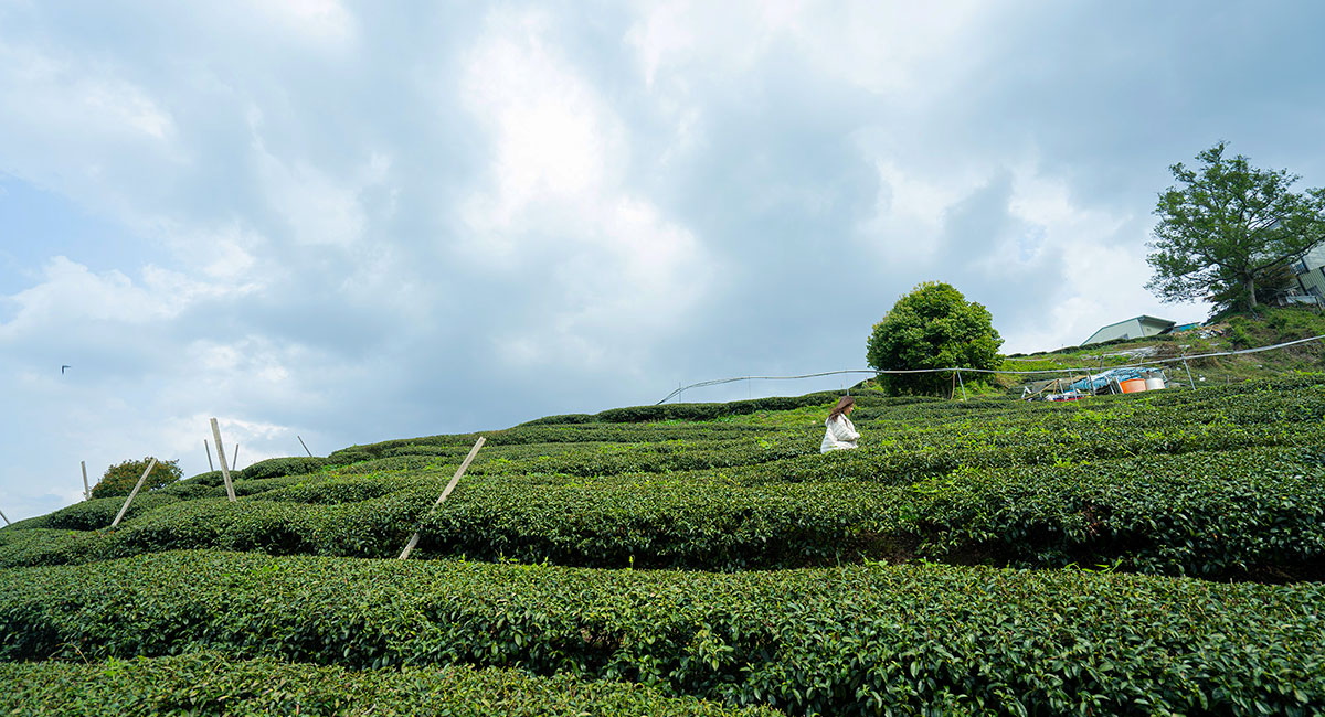 家好茶 梨山茶園