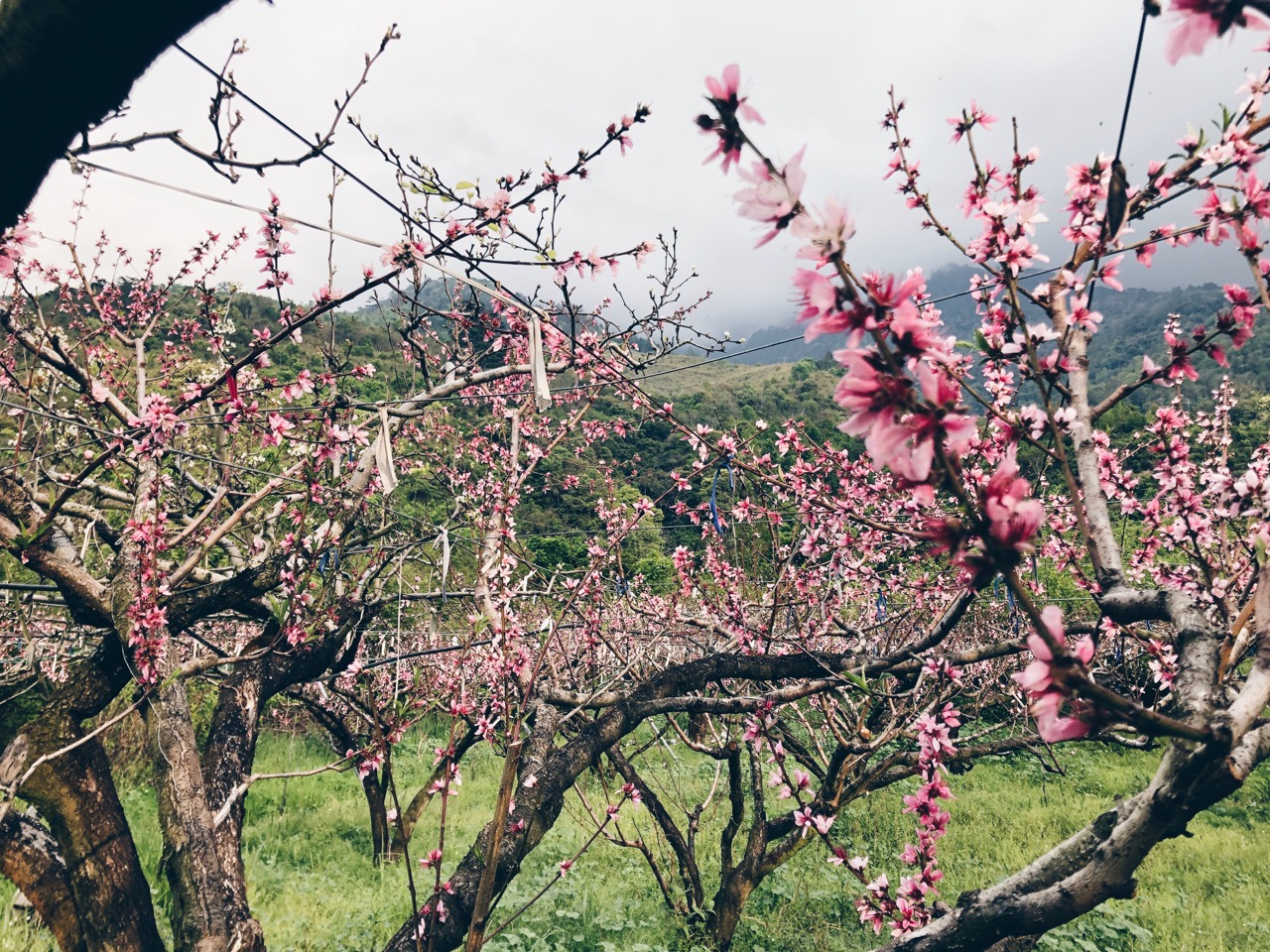 家好茶 梨山茶園
